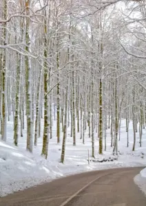 bosco innevato Forca D'Acero