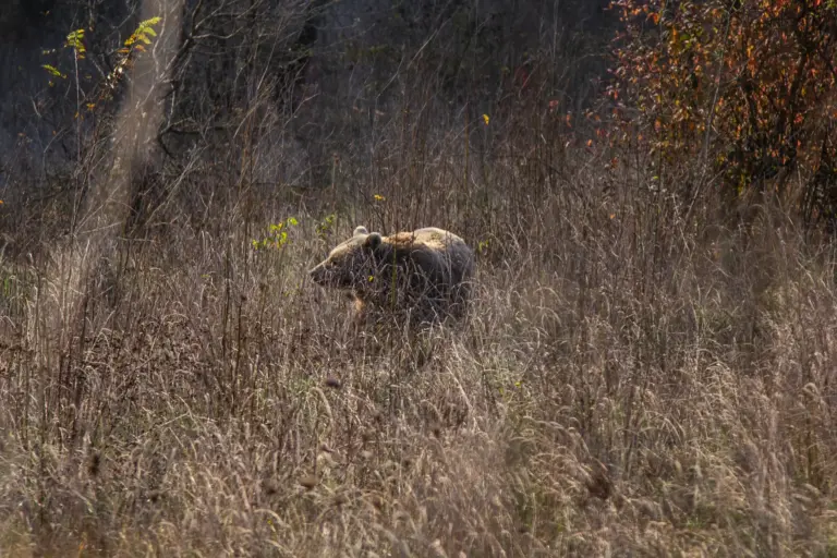 area faunistica dell'orso a Campoli Appennino