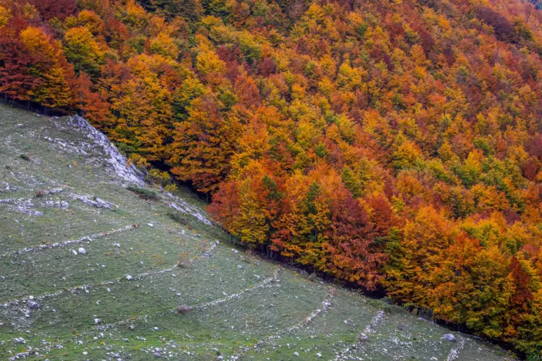 bosco foliage Forca D'Acero