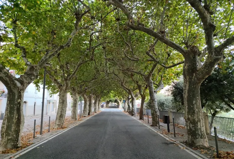 viale alberato di Alvito